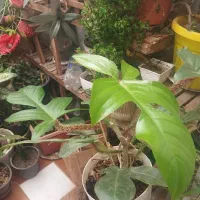 بسته قرص ماشین ظرفشویی گم شده