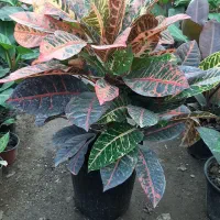 انواع گلهای بلند کنار سالنی(نیکولای آمستل اریکا)|گل و گیاه طبیعی|ساری, |دیوار