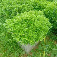 انواع گل بیرونی|گل و گیاه طبیعی|کلاچای, |دیوار