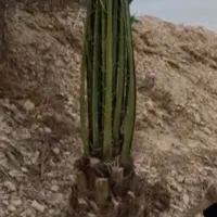 پاجوش فسیل خرما