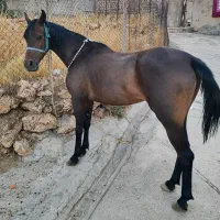 مادیان|اسب و تجهیزات اسبسواری|کارزان, |دیوار