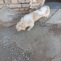 پاکوتا خانگی