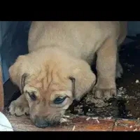 واگذاری پژدر