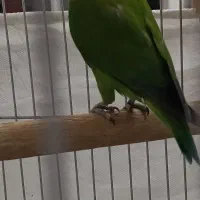 طوطی برزیلی صورت هلویی جفت مولد قناری سهره|پرنده|کرمانشاه, |دیوار