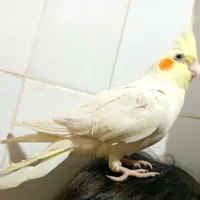 عروس. هلندی گمشده