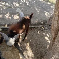 بزو تروشت|حیوانات مزرعه|خاش, |دیوار