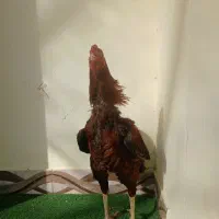 خروس لاری|حیوانات مزرعه|رشت, چله خانه|دیوار