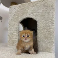 بچه گربه بریتیش گوگولی