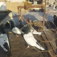 دو جف سینه سیا اصیل|پرنده|تربت جام, مطهری|دیوار