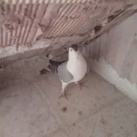 کبوتر دومگیر سینه دمپاک نر