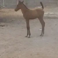 کره نریون|اسب و تجهیزات اسبسواری|زرقان, |دیوار