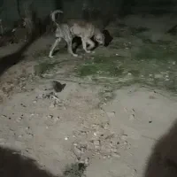 سک افغانی نر دوساله|سگ|جونقان, |دیوار