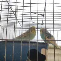 6 عدد مرغ عشق مولد فوری|پرنده|ری, شهرک نظامی|دیوار