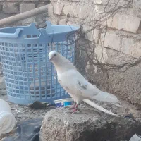 نر پرشی پر پرش