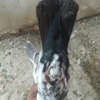 دم سیاه نر|پرنده|خرمشهر, |دیوار