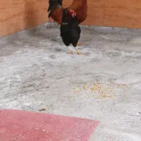 مرغ وخروس
