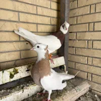 کفتر طوقی|پرنده|شیراز, شریف‌آباد|دیوار