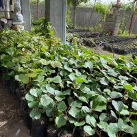 نهال کیوی پایه قوی اصلاح شده خونی سبز طلایی|خدمات باغبانی و درختکاری|آستارا, |دیوار