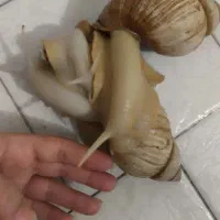 حلزون|خزنده|قم, نوقطار|دیوار