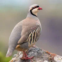 مرغ پرورشی