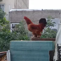 خروس و مرغ