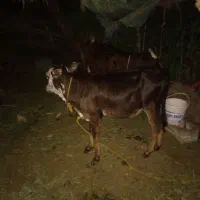 گوساله ماده