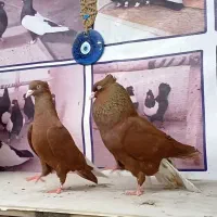 نرو ماده سرخ دم سفید با جوجه سینه کله زاغ دم سفید