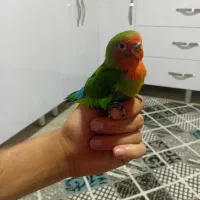 پرنده|پرنده|الوند, |دیوار