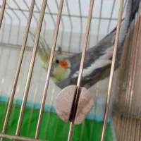 قفس و عروس هلندی460تومن|لوازم جانبی حیوانات|یزد, |دیوار