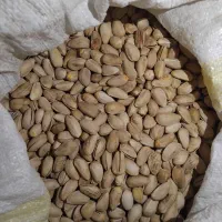 پسته اکبری کیلویی۹۰۰