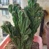 ۴ عدد کاکتوس صخره ای|گل و گیاه طبیعی|رشت, گلباغ نماز|دیوار