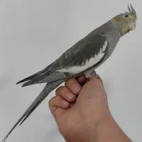 فروش پرنده عروس هلندی