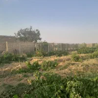 یک قطعه باغ ۱۰۵۰ متری تاکستان|فروش دفتر صنعتی، کشاورزی، تجاری|کرج, نوروزآباد|دیوار