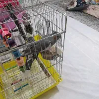 یک جفت عروس هلندی