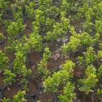 گیاه شمشاد طلائی|خدمات باغبانی و درختکاری|تهران, وردآورد|دیوار