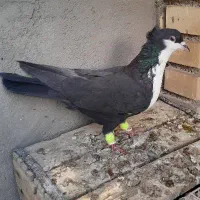 تعدادی کبوتر|پرنده|بهبهان, |دیوار