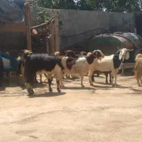 بز‌گوسفند‌گاو