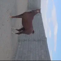 اسب|اسب و تجهیزات اسبسواری|اسلامآباد غرب, |دیوار