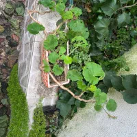 گل های اپارتمانی