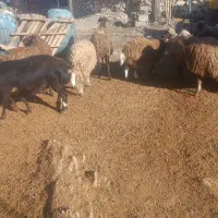 17 راس میش جوان درجه یک آبستن .گوسفند شیشک میش