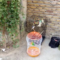 پرنده|پرنده|باغستان, |دیوار