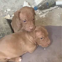 پیتبول اصیل نر سه عدد|سگ|رباط‌کریم, حصار مهتر|دیوار