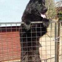 سگ پودل ژرمن روت