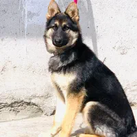 سگ ژرمن شولاین