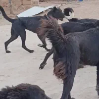 توله ماده قره سراب