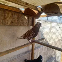 کفتر شمرونی