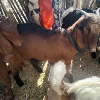 سه تا گیسه مایه دو قلو زا و یک بز و چهار تا چپش