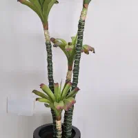 درختچه مصنوعی خارجی|گل مصنوعی|کرج, بنیاد|دیوار