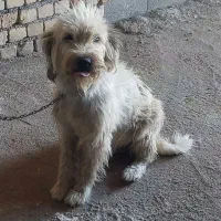 سک شیتزو نر و ژرمن ماده