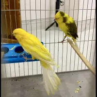 قناری|پرنده|قدس, شهرقدس|دیوار